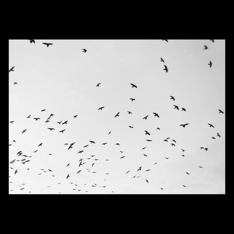 Excited crows with a cloudy sky