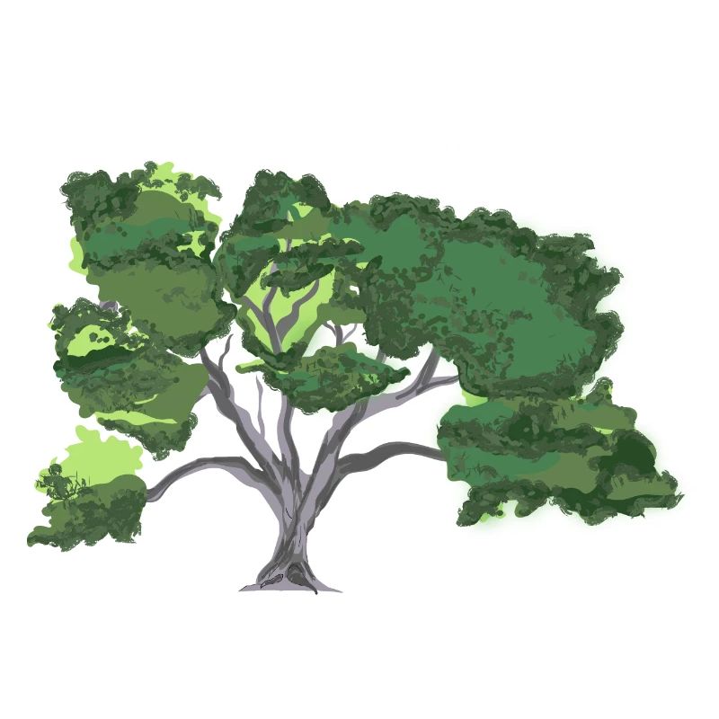 Oak