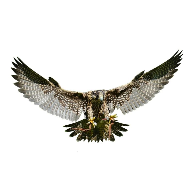 Eagle