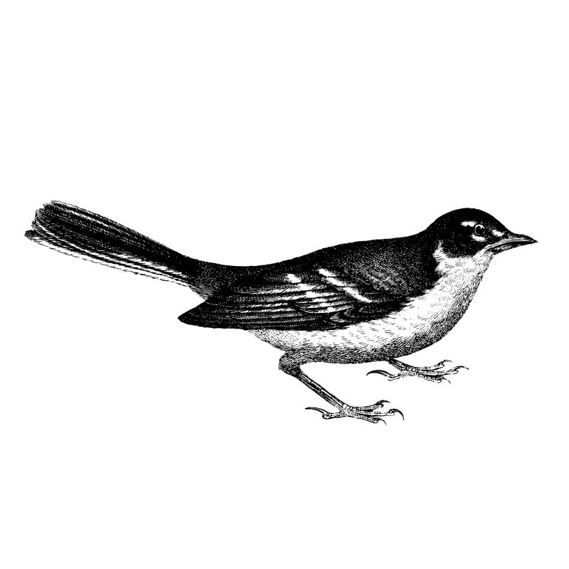 bird