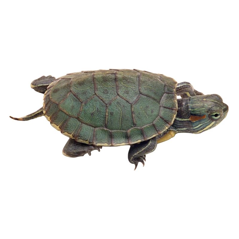 turtle tortoise animals animals4