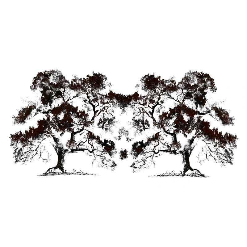Tree, Trees, Botany, Flora, Forest, Nature