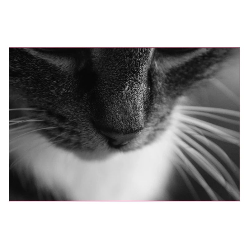Cat black white
