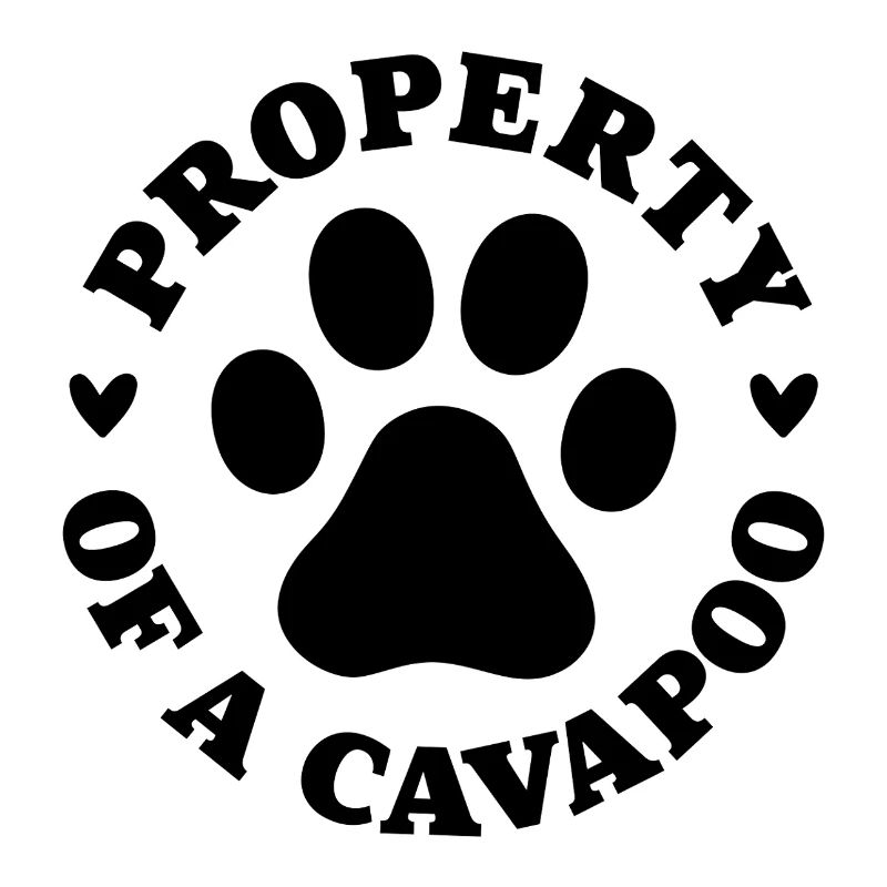 Eigentum eines Cavapoo