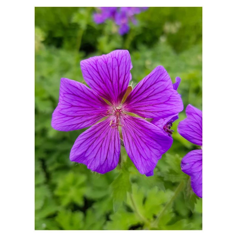 Geranium Brookside in deutsch Storchschnäbel