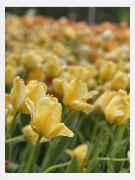 Tulipe Jaune mer