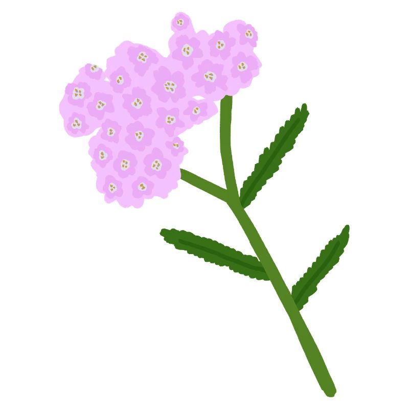 Grappe de fleurs d’achillée pastel
