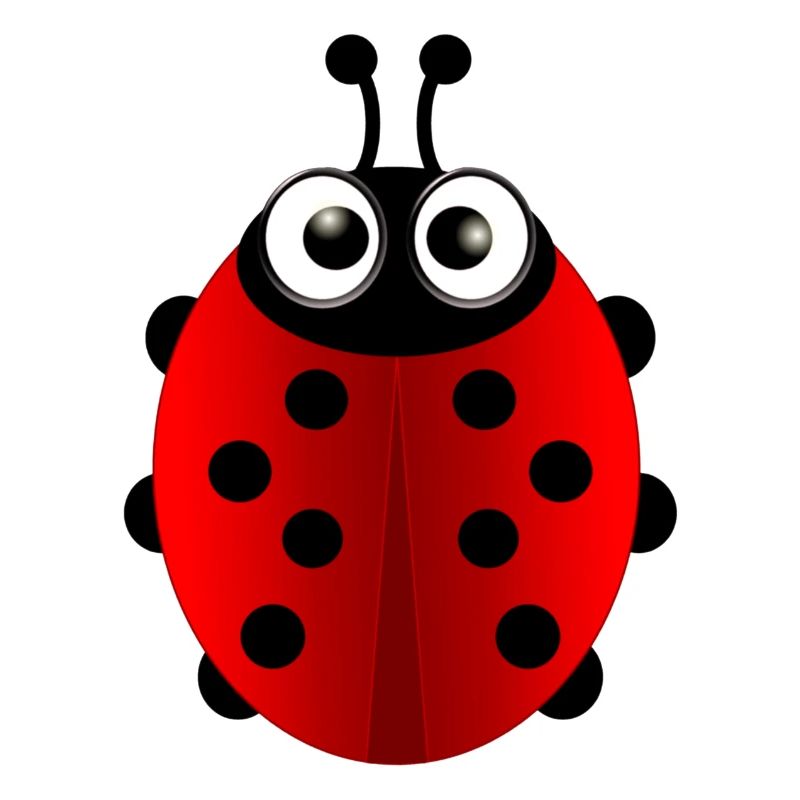 Marienkäfer (ladybug) 01