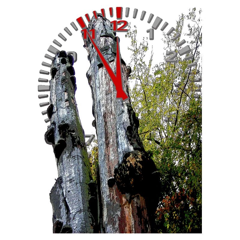 Timestamp on tree trunk 5 to 12