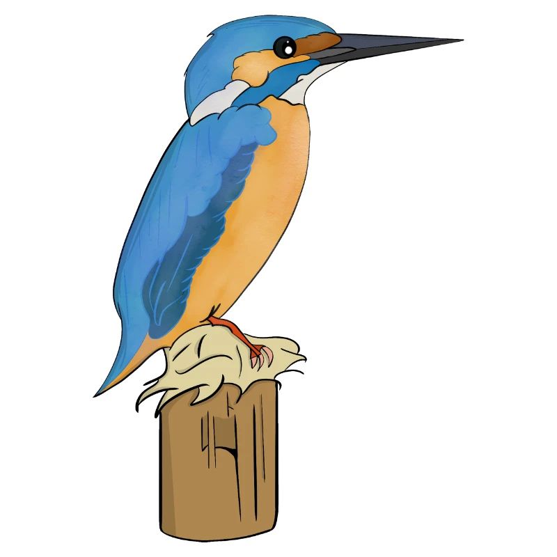 Eisvogel Vogel