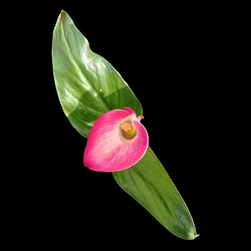 Fleur de Calla Rose