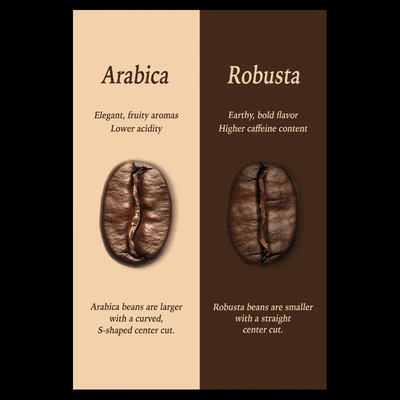 Affiche du guide du café Arabica vs Robusta