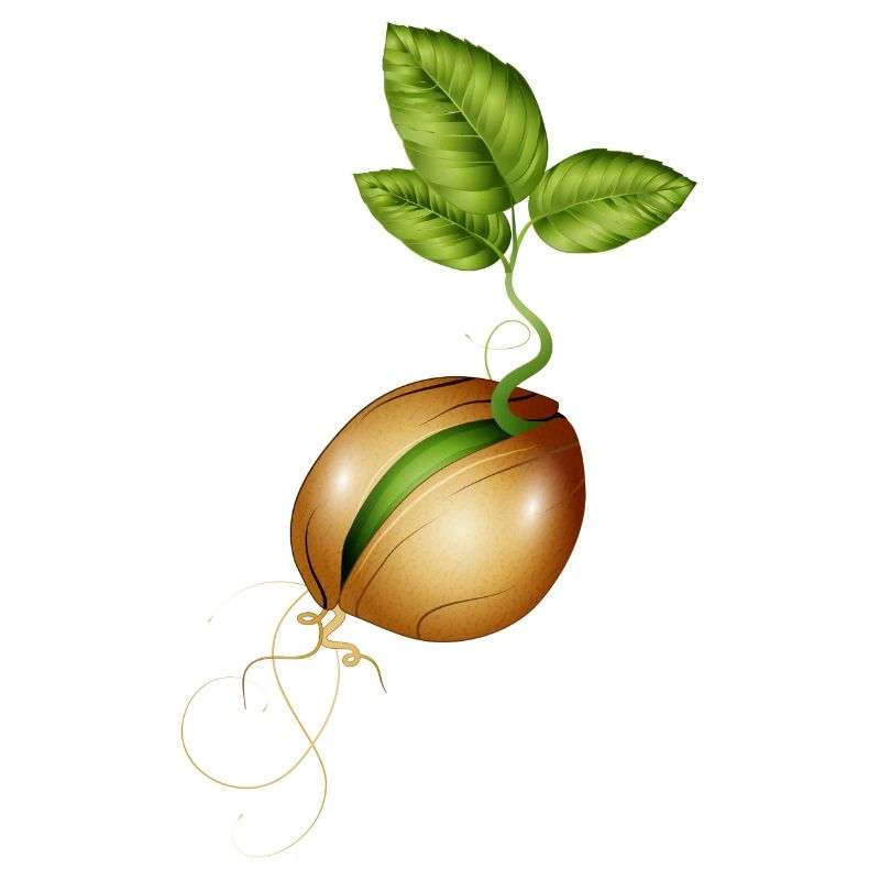 germination de petites graines dans le sol