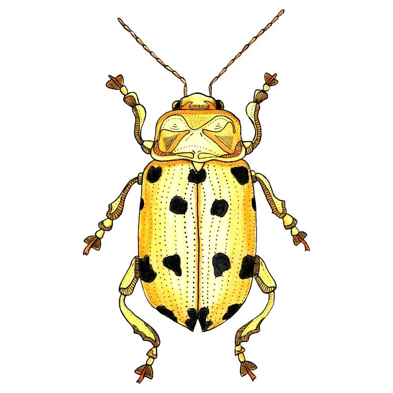 Big Beetle Stag - cerf géant