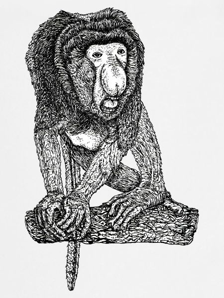 Singe Proboscis