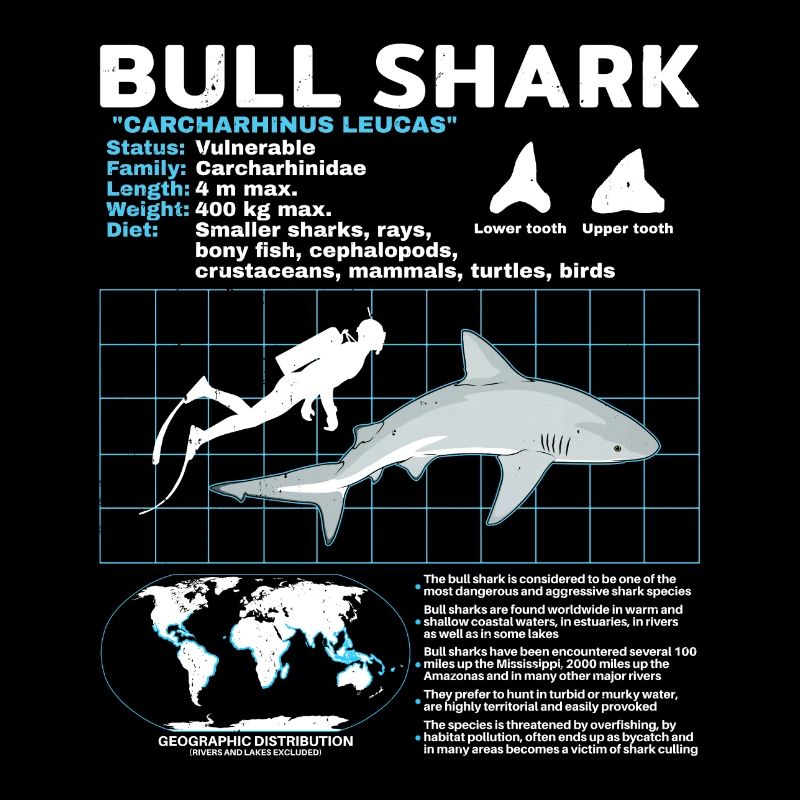 Fiche technique du requin bouledogue