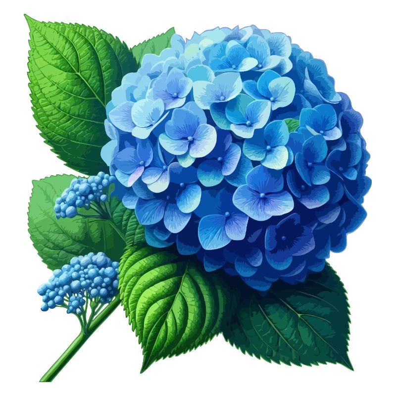 Hydrangea blue