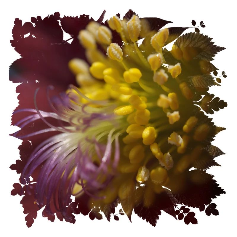 La fleur de pasque est utilisée en médecine populaire
