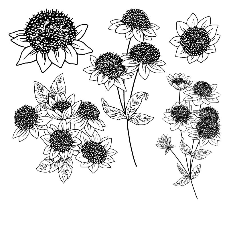 Astrantia maxima Blütengruppe