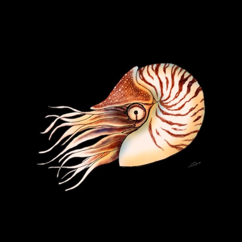 NAUTILUS