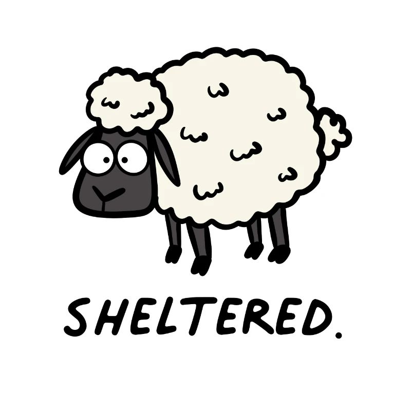 Pecore al riparo