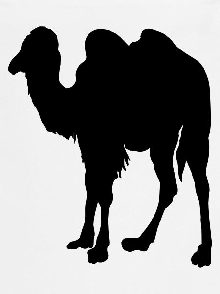 Camel, Camel