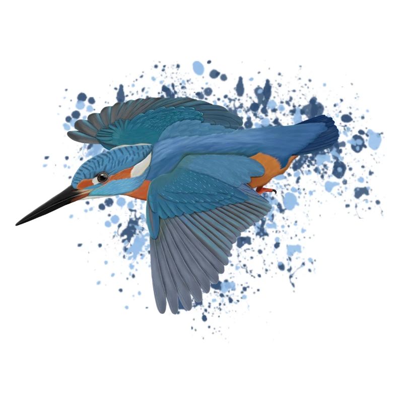 Eisvogel Gartenvogel Singvogel Biologe Vogel