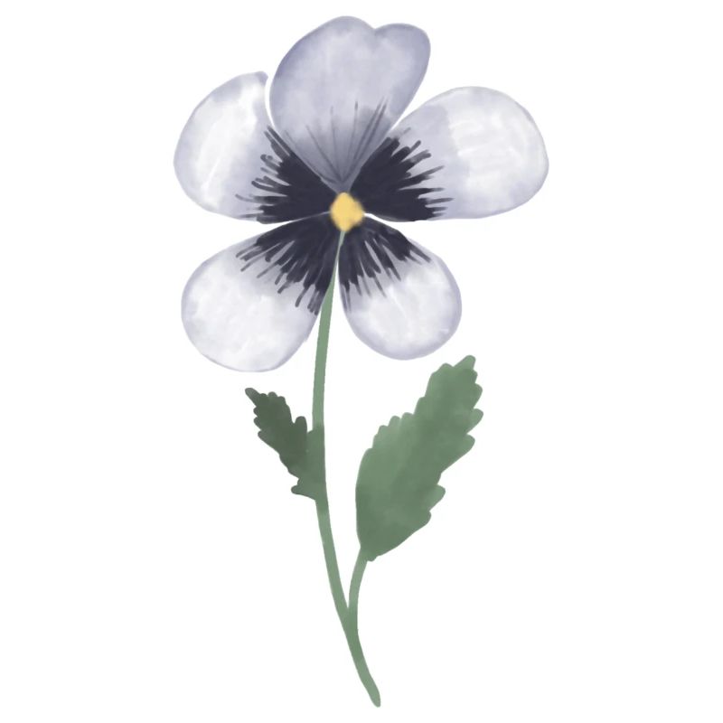 Pansy Violet