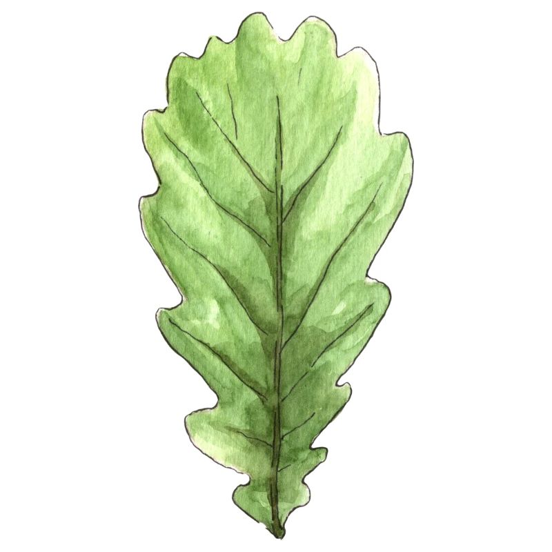 Blatt einer Eiche
