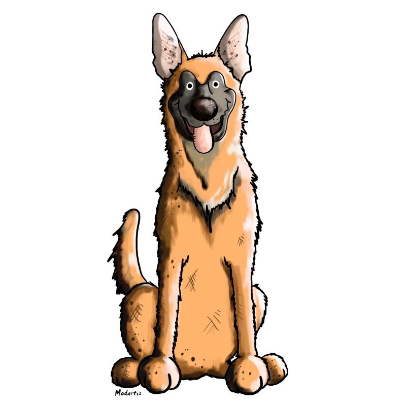Mignon Malinois Chien