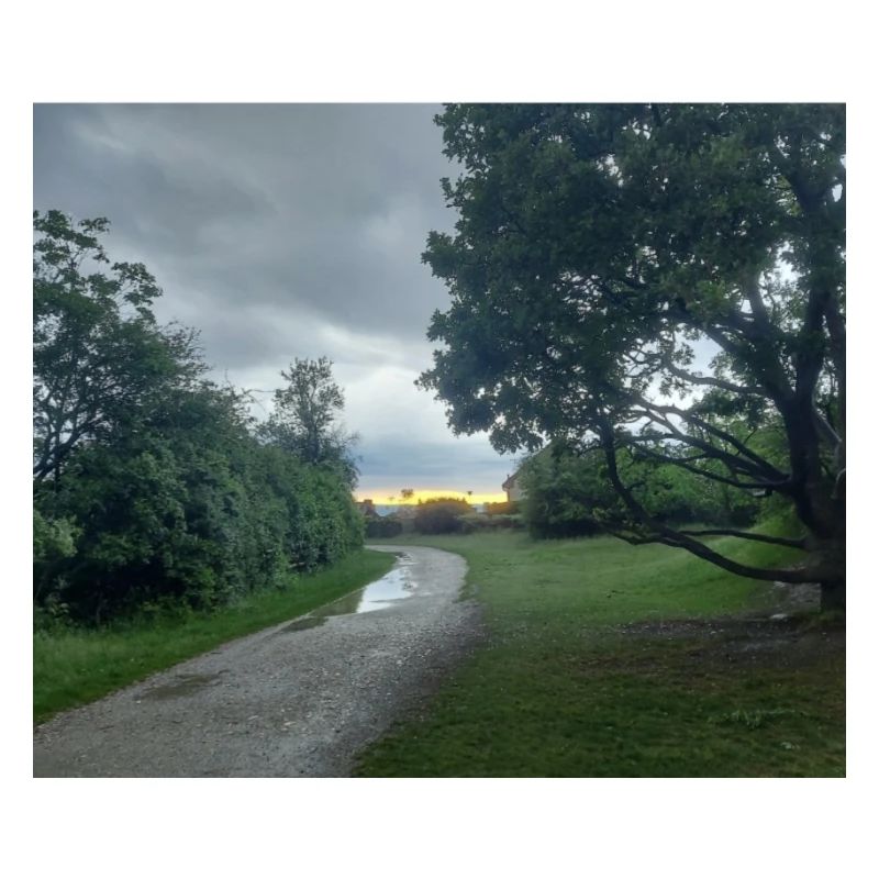 Waldblick