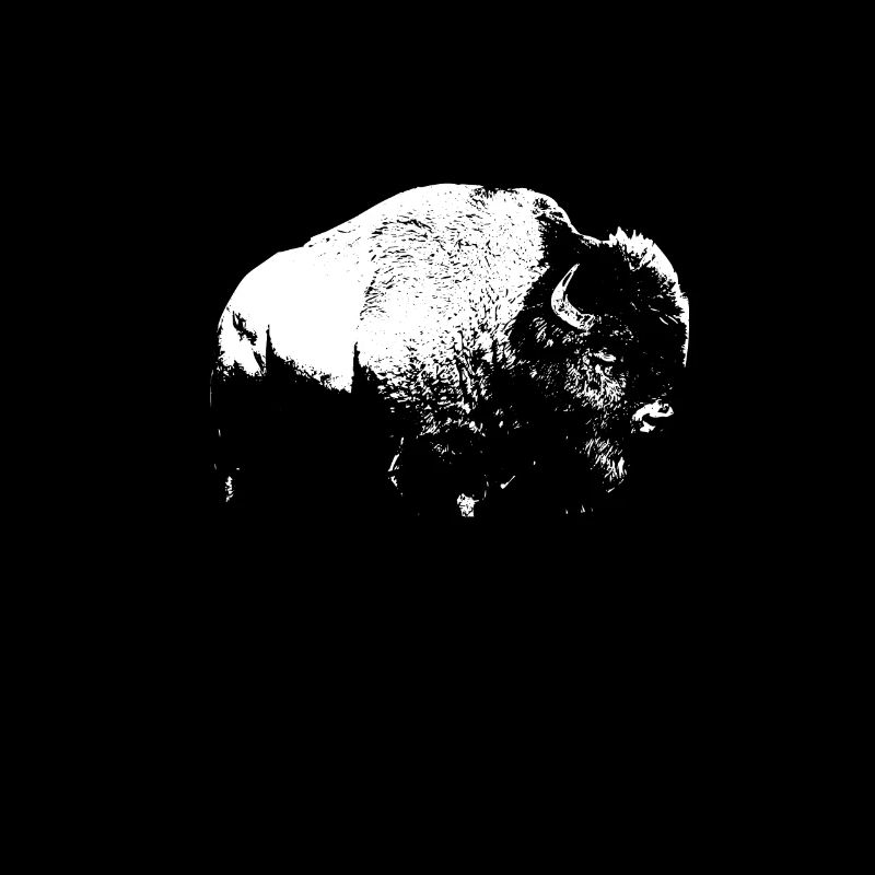 Bison Buffalo