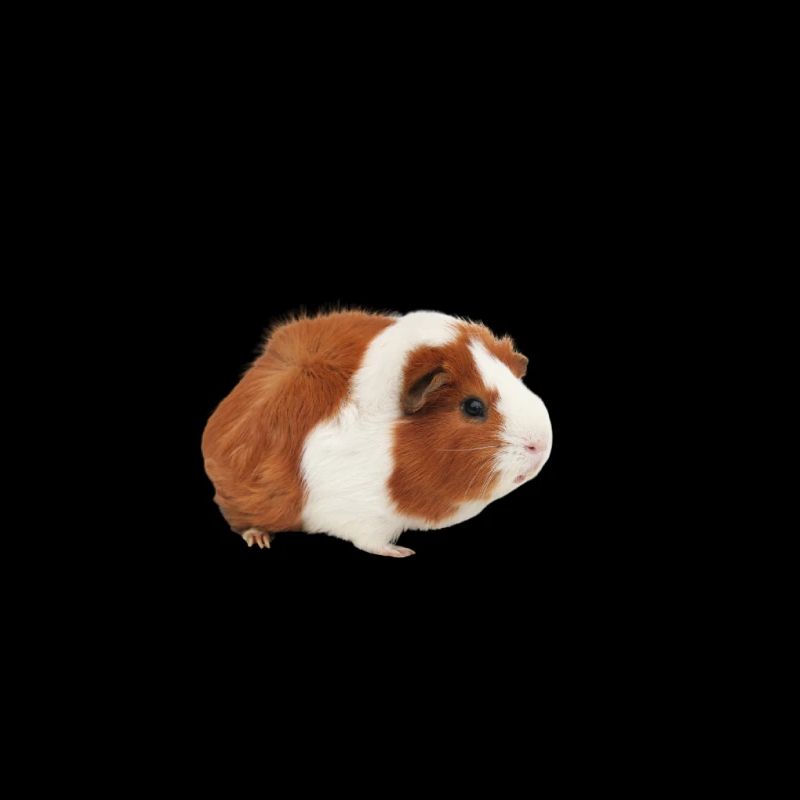 Cochon d'Inde Hamster