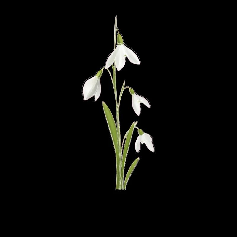 Perce-neige