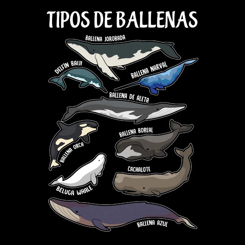 Types de baleines Ilustaciones Espagnol