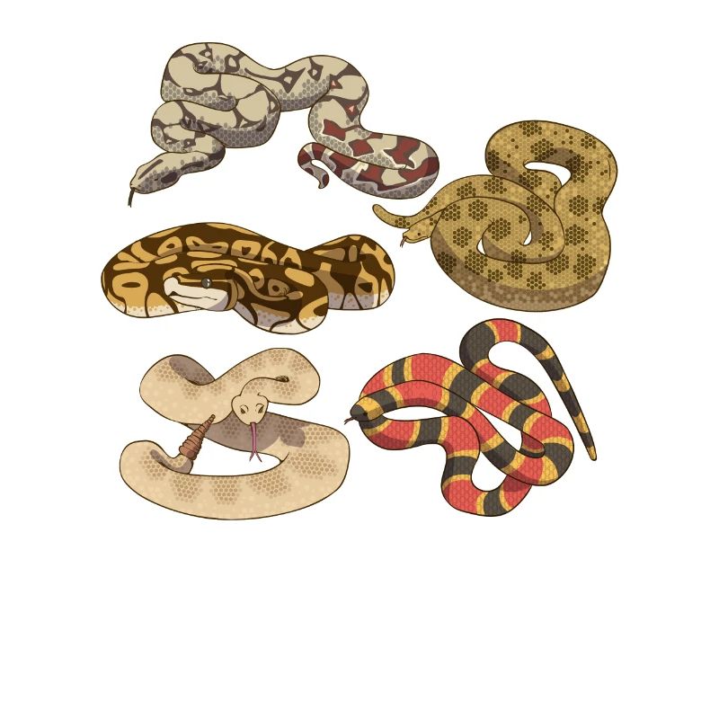 Cinq types différents de serpents