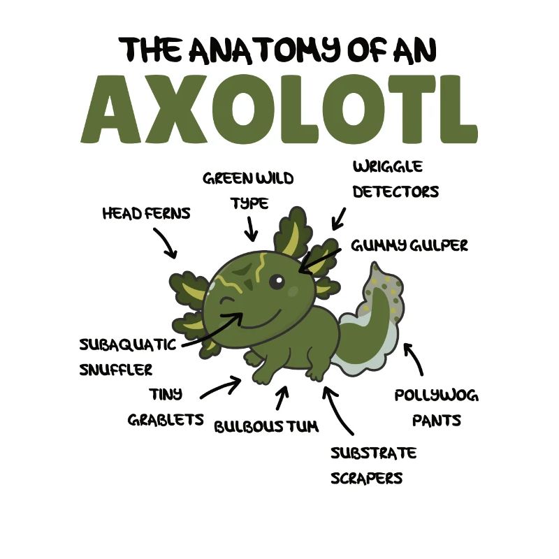 Axolotl Explication Anatomie d’un Axolotl