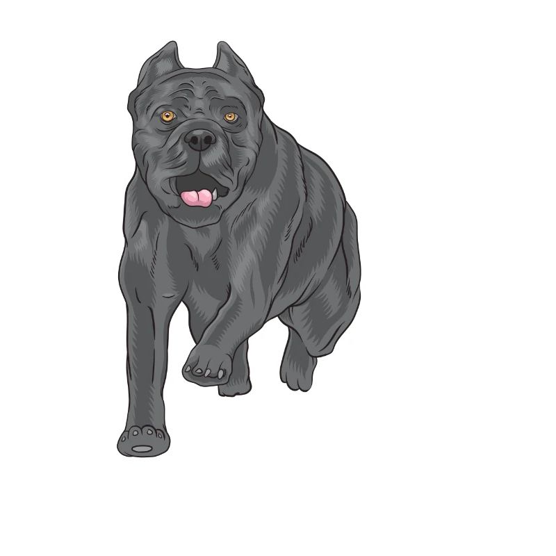 Cane corso