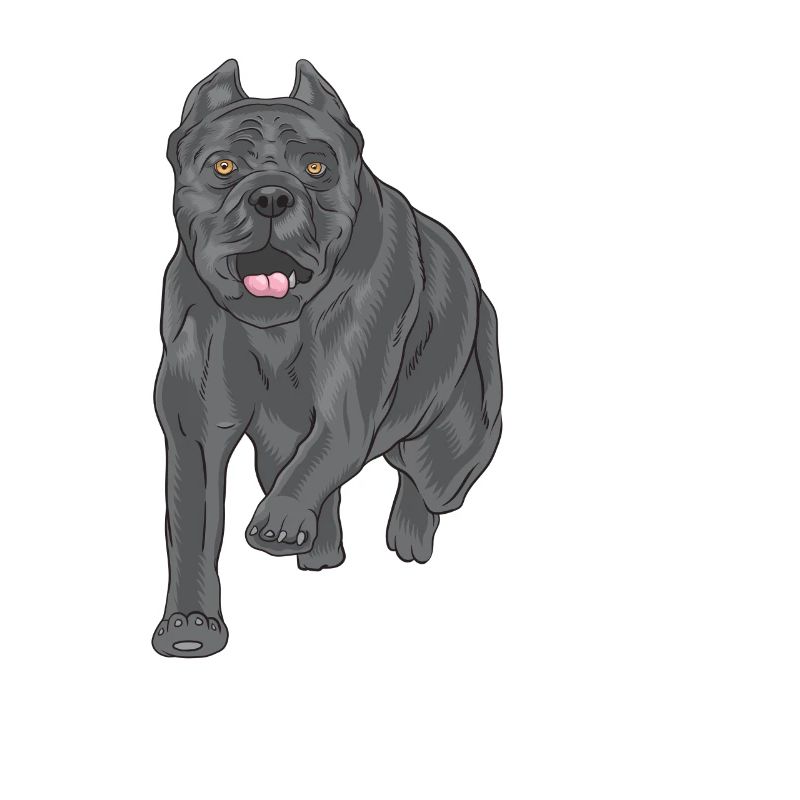 Cane corso