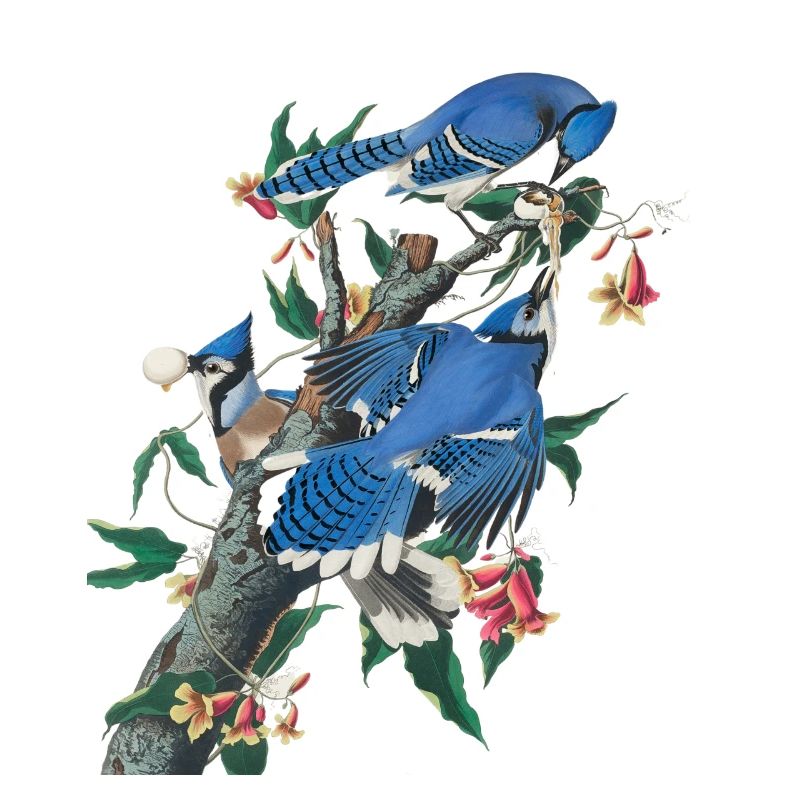 Audubon Blue Jay