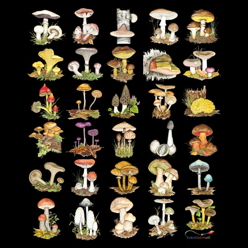 Mushroom Diversity