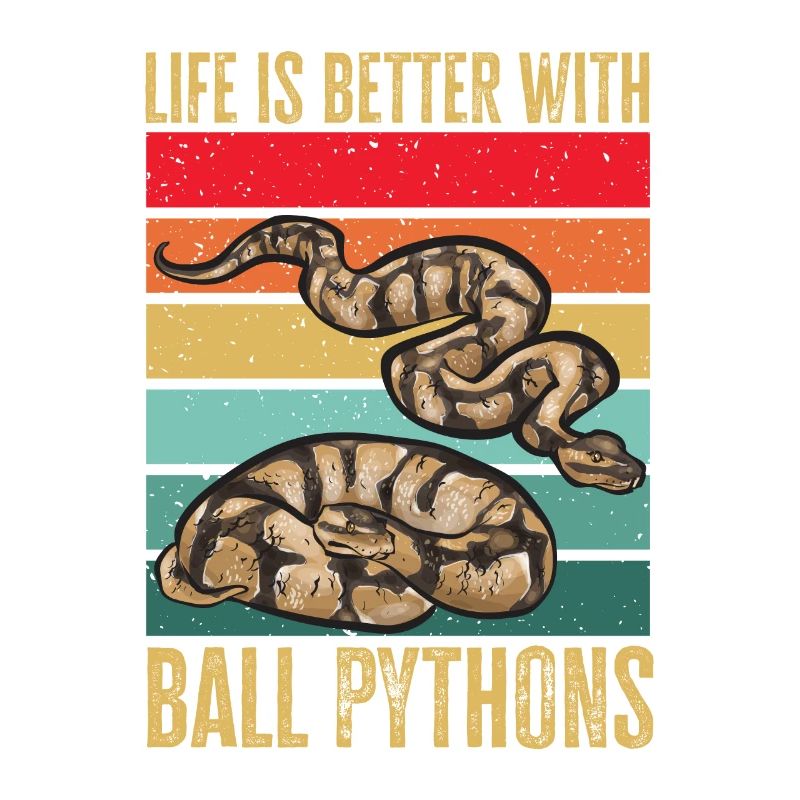 Ball Python Schlange Königspython