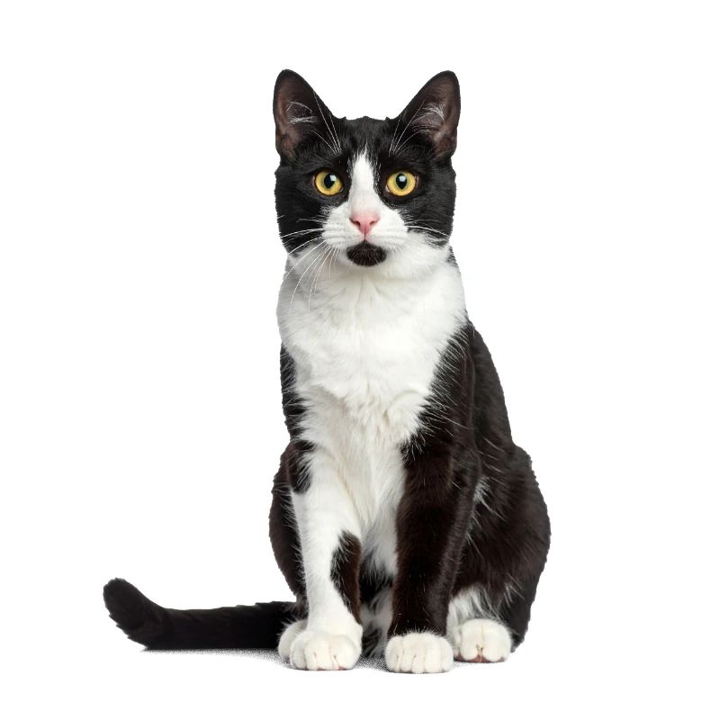 Chat noir/blanc – Édition Good Pet