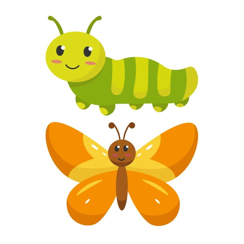 Raupe zu Schmetterling