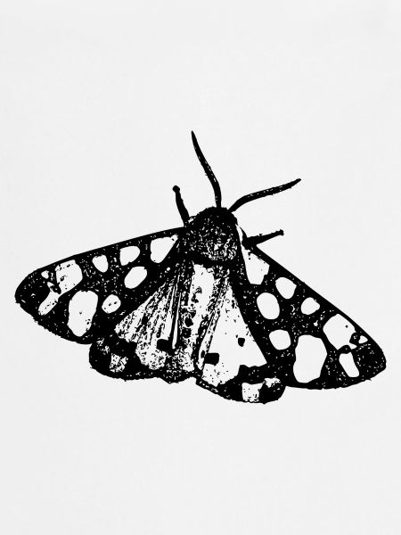 Moth Butterfly Insect