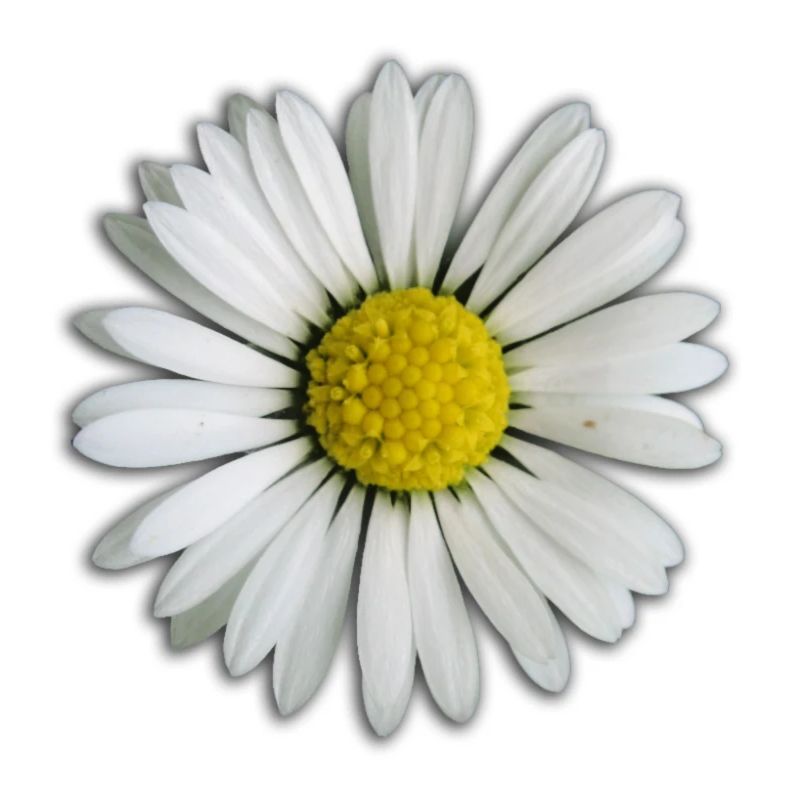 Gänseblümchen - Blume