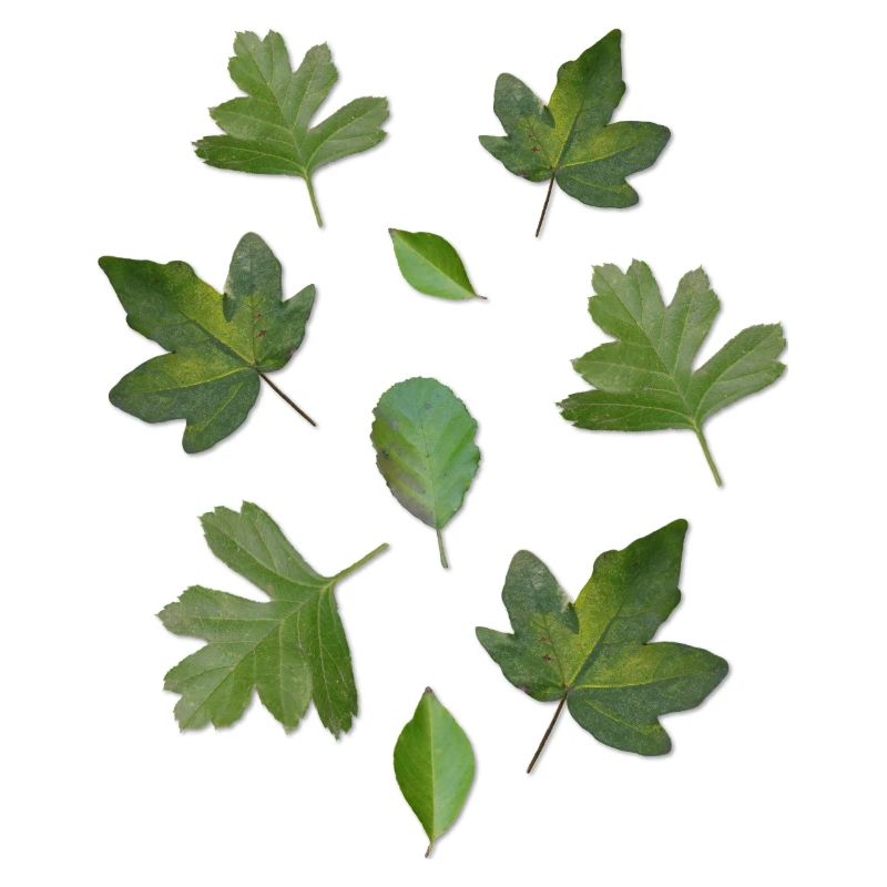 Green Leaves Autumn Nature Leaf Pattern