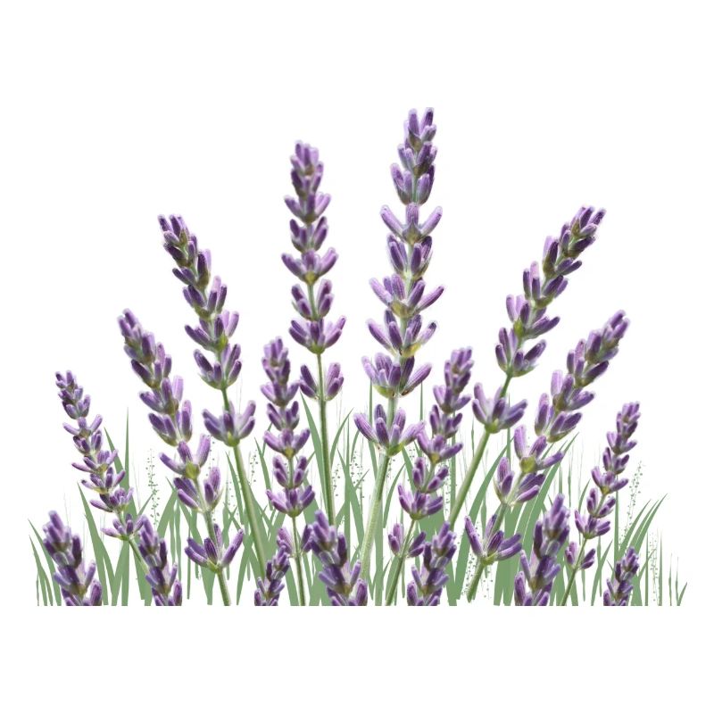 Lavendelhalme Lavendel