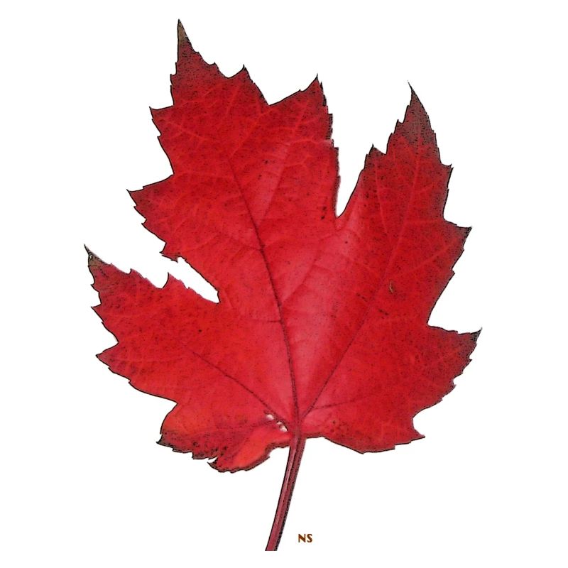 Red maple leaf