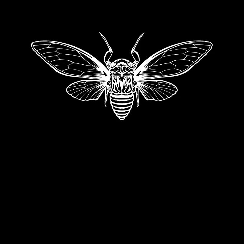 Cigale Cigale Brut Insecte